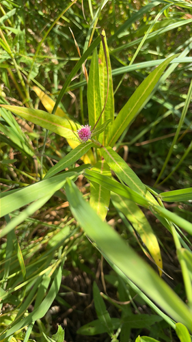water smartweed
