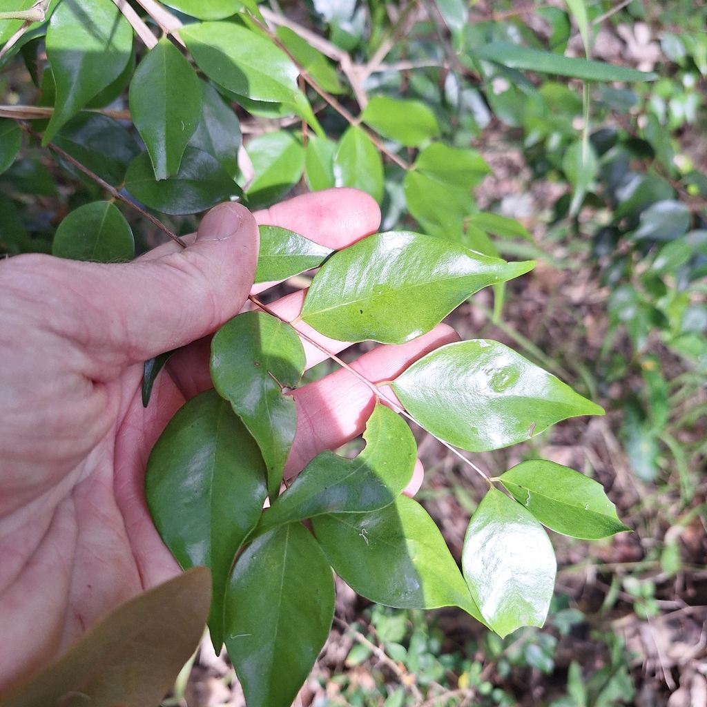 Syzygium luehmannii; photograph (c) Greg Tasney, some rights reserved (CC BY-SA)