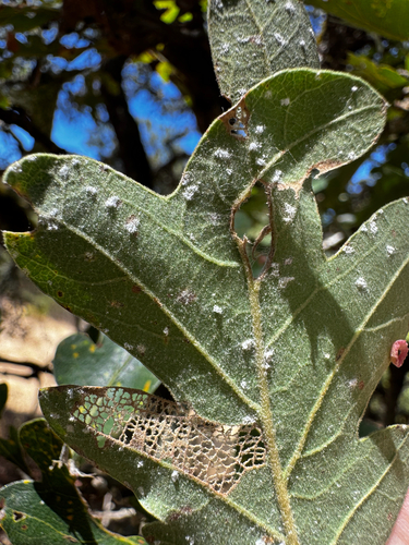 Californian Woolly Oak Aphid seen in Sonoma Valley