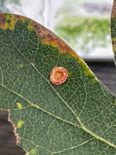 Disc Gall Wasp seen in Sonoma Valley