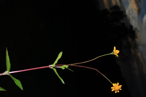 Acmella uliginosa observed 2026-08-30