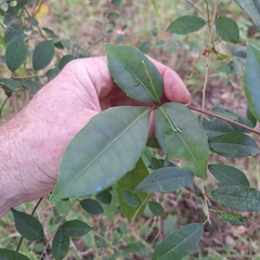 Tetrastigma nitens, photograph (c) Greg Tasney, some rights reserved (CC BY-SA)