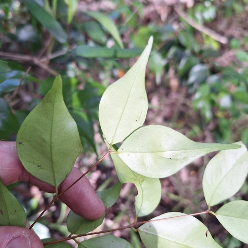 Syzygium luehmannii, photograph 1