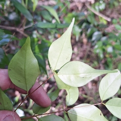 (c) Greg Tasney, some rights reserved (CC BY-SA) Syzygium luehmannii, photograph (c) Greg Tasney, some rights reserved (CC BY-SA)