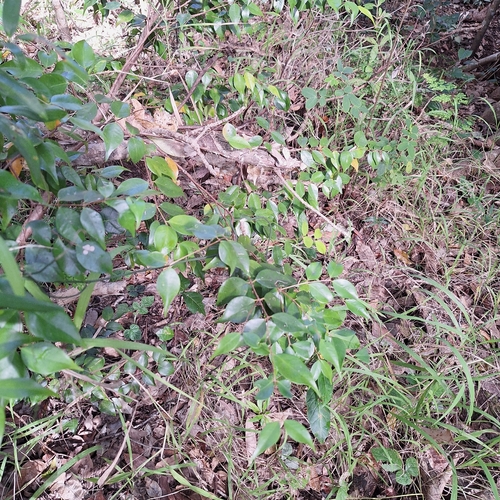 Syzygium luehmannii, photograph 2