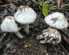 Cortinarius austroalbidus