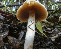 Cortinarius austroalbidus