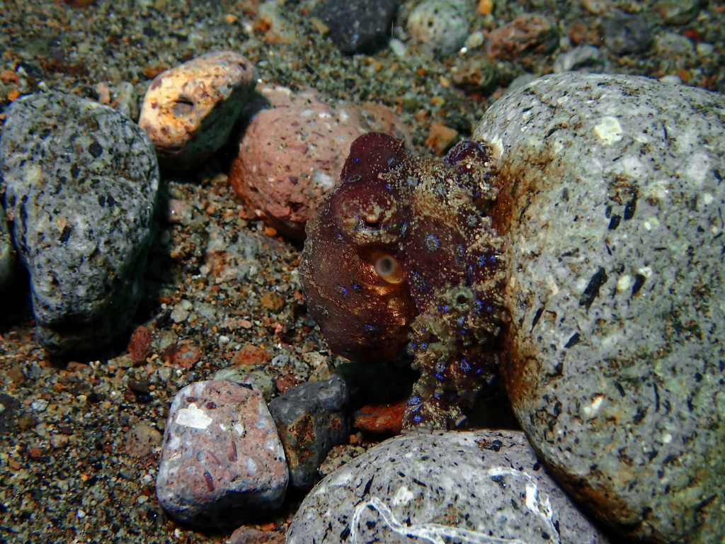 Greater blue-ringed octopus
