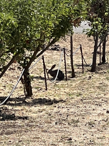 Black-tailed Jackrabbit observed by rrd85