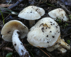 Cortinarius austroalbidus