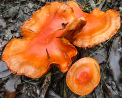 Cortinarius austrocinnabarinus