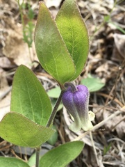 Clematis viticaulis