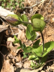 Clematis viticaulis