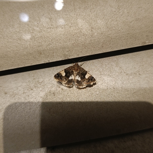 Four-spotted Moth
