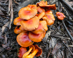 Cortinarius austrocinnabarinus