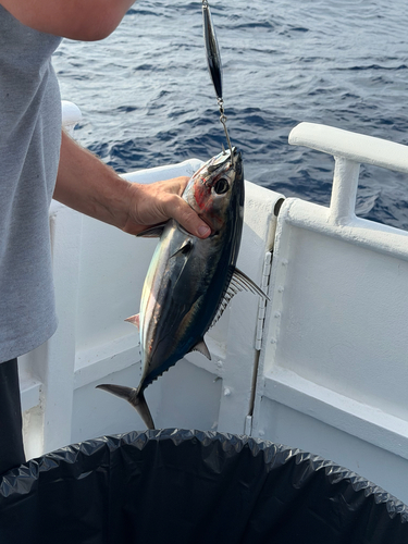 Katsuwonus pelamis observed 2026-08-31