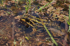 Leptodactylus luctator
