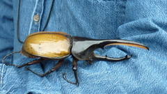 Dynastes ecuatorianus