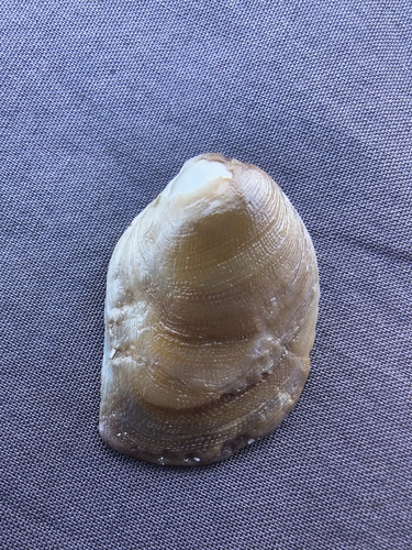 Vulsella ovata observed 2026-08-06
