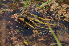 Leptodactylus luctator