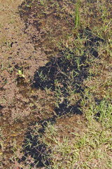 Leptodactylus luctator