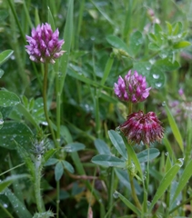 Trifolium ciliolatum