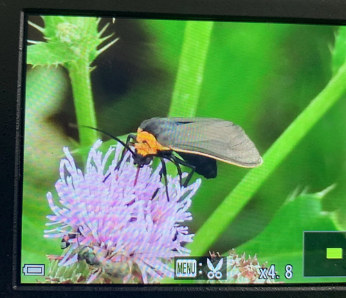 Yellow-collared Scape Moth
