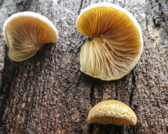 Crepidotus eucalyptorum
