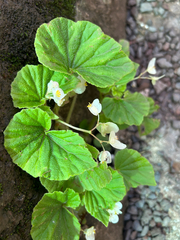 Begonia hirtella, photograph (c) Salem De La Luna, some rights reserved (CC BY)