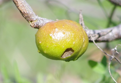 California Gall Wasp
