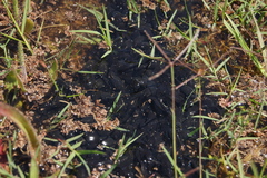 Leptodactylus luctator