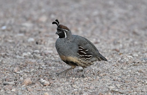 Gambel's Quail observed by lonnyholmes