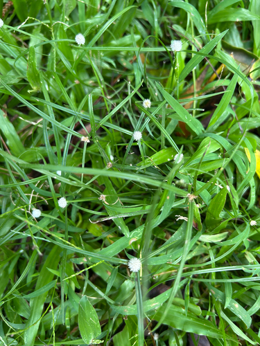 Cyperus mindorensis, photograph 2