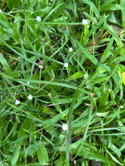 Cyperus mindorensis, photograph (c) Salem De La Luna, some rights reserved (CC BY)