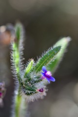 Anchusa aggregata