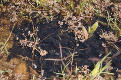 Leptodactylus luctator