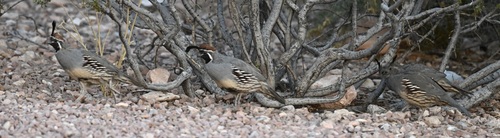 Gambel's Quail observed by lonnyholmes