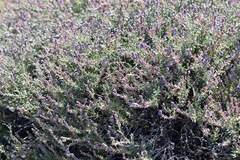Anchusa aggregata