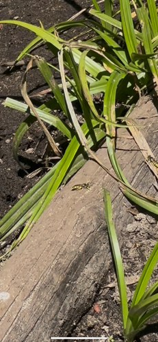 iNaturalist observation photo of Square-headed Wasps, Sand Wasps, and Allies