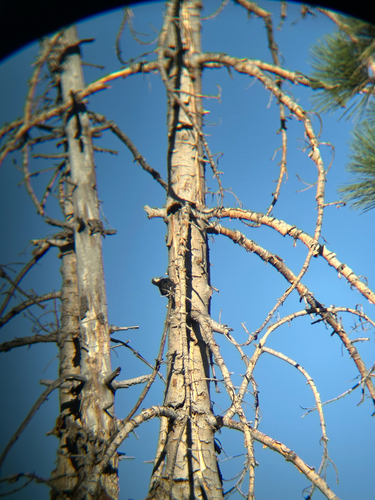 iNaturalist observation photo of White-headed Woodpecker