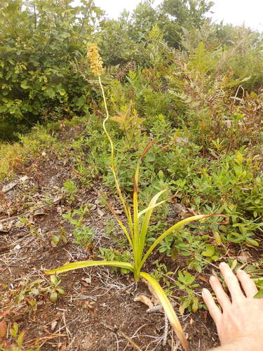 Amianthium muscitoxicum, photograph 6