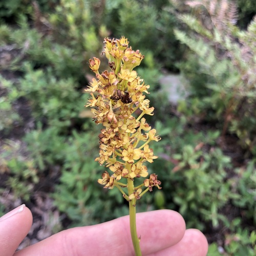 Amianthium muscitoxicum, photograph 5