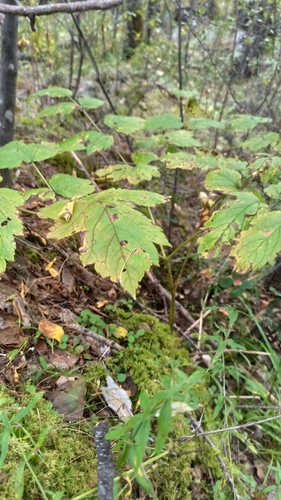 Actaea cimicifuga observed 2026-08-31