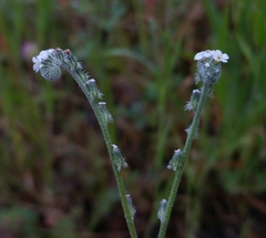 Cryptantha flaccida