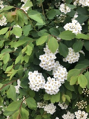 Spiraea × vanhouttei