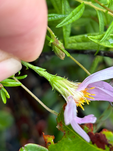 Oclemena nemoralis, photograph 5