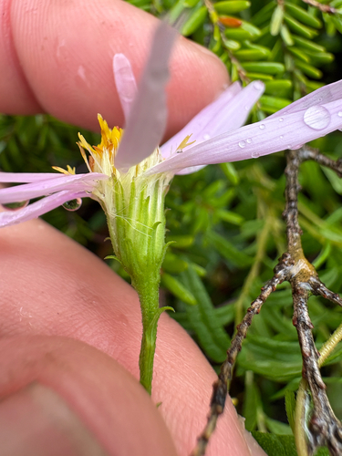 Oclemena nemoralis, photograph 4