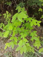 Lonicera canadensis
