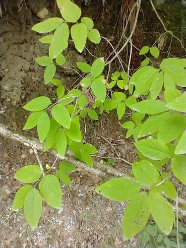 Lonicera canadensis, photograph 2