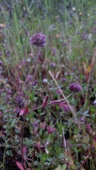 Trifolium albopurpureum
